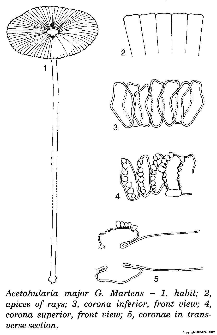 Acetabularia_major