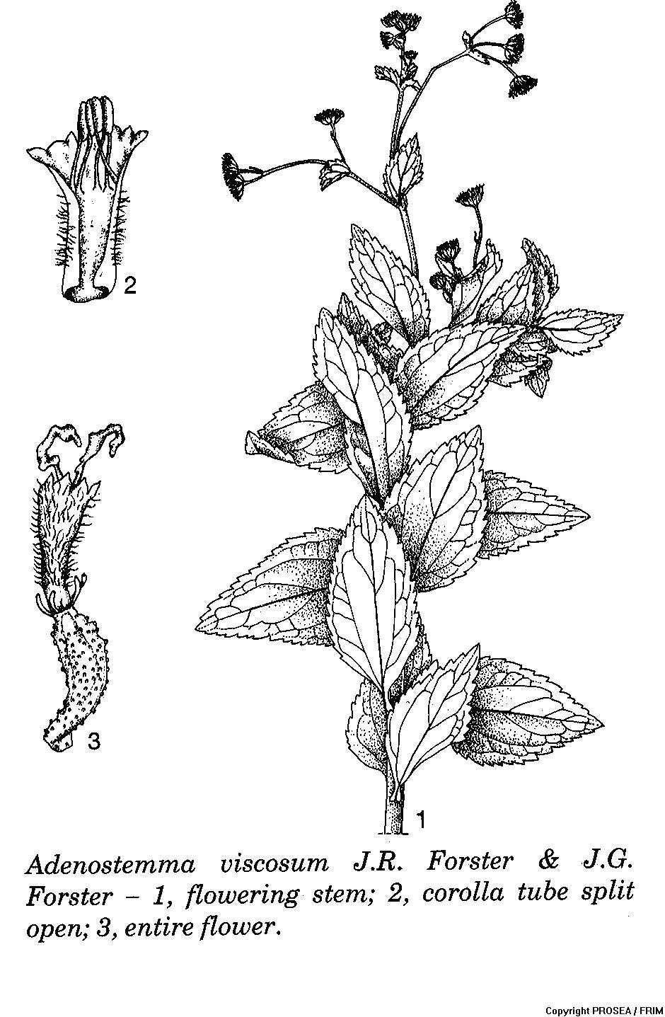 Adenostemma_viscosum