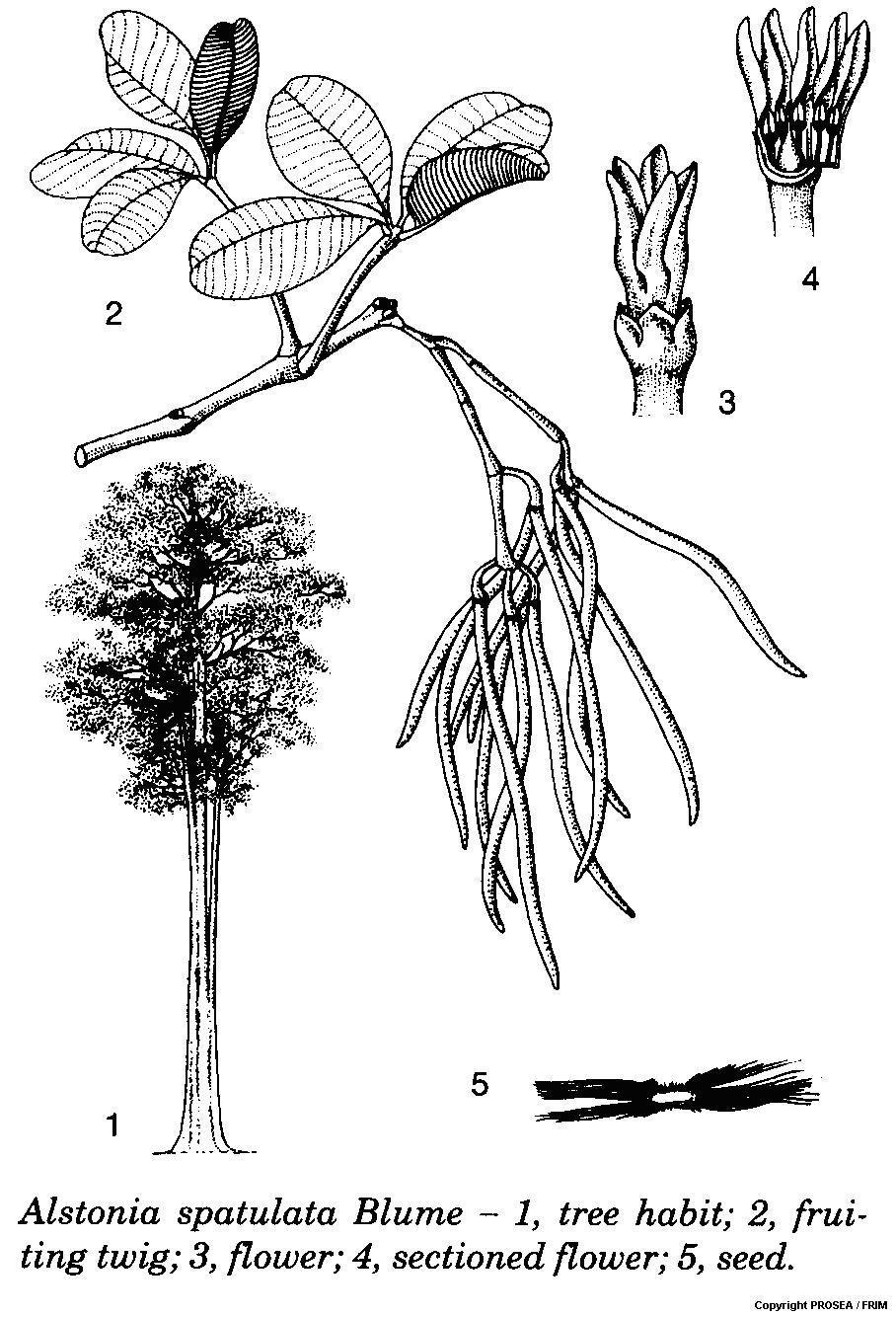 Alstonia_spatulata