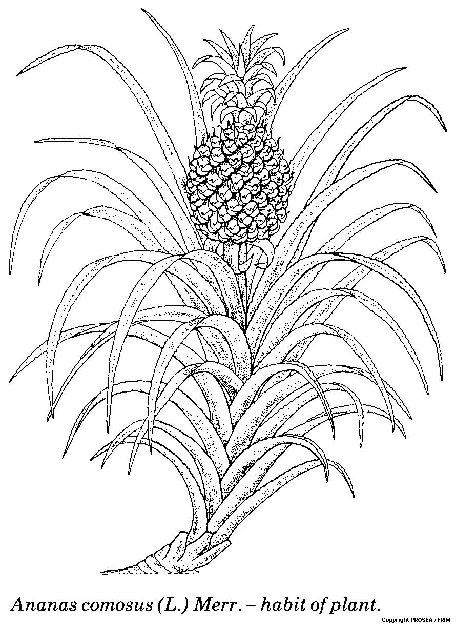 Ananas_comosus