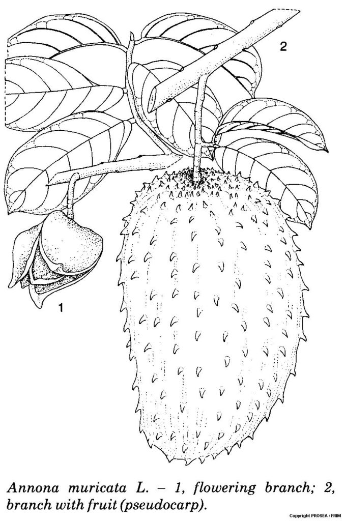 Annona_muricata