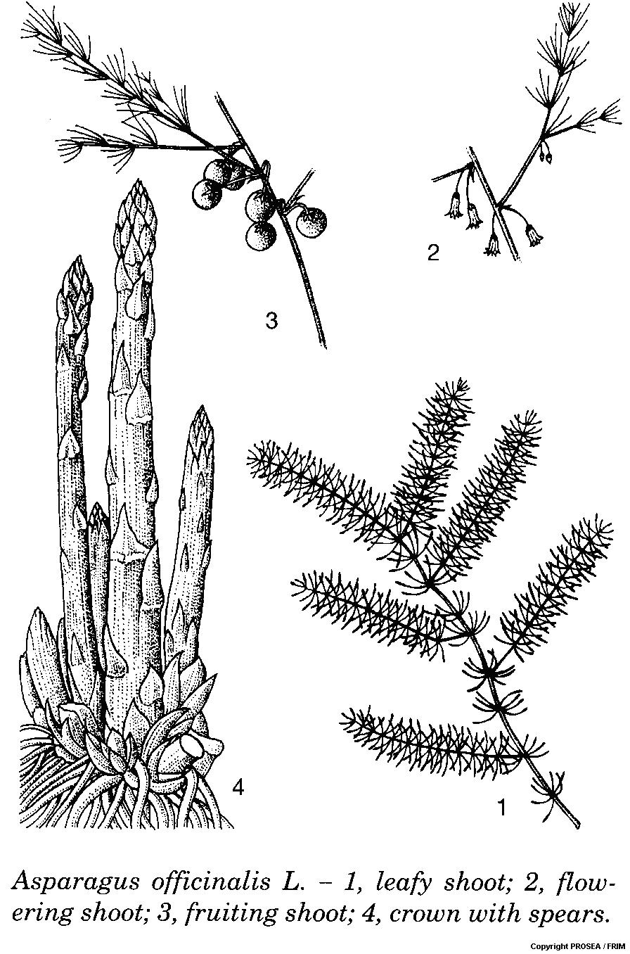 Asparagus_officinalis