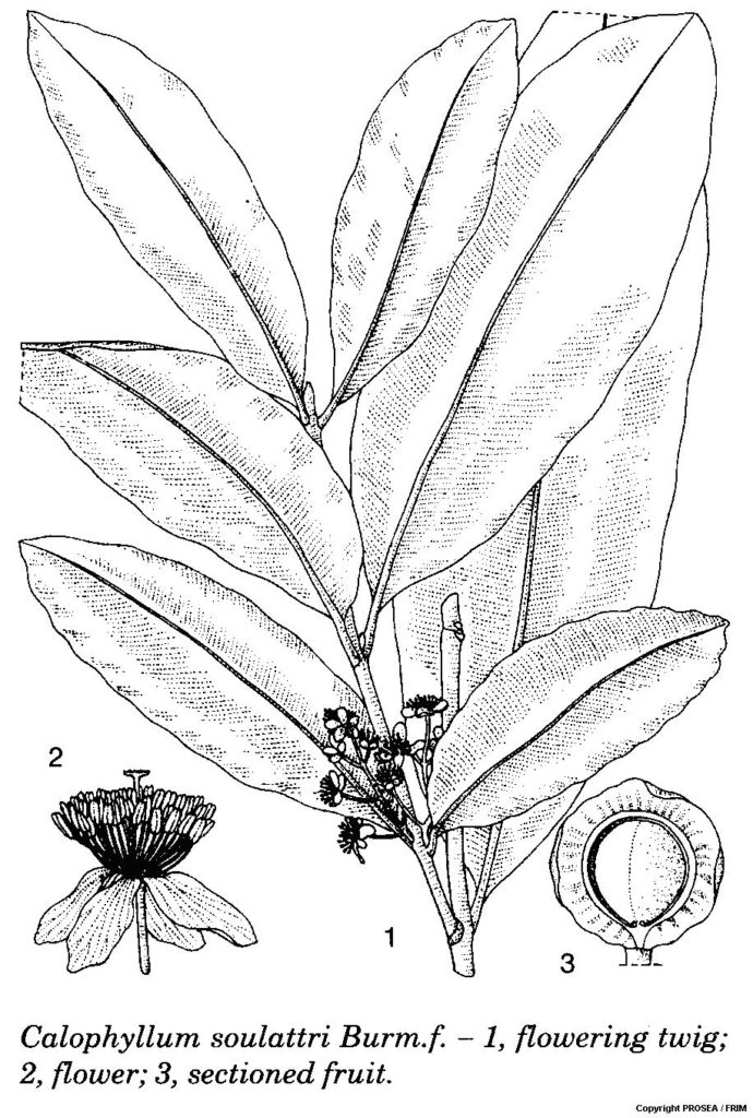 Calophyllum_soulattri