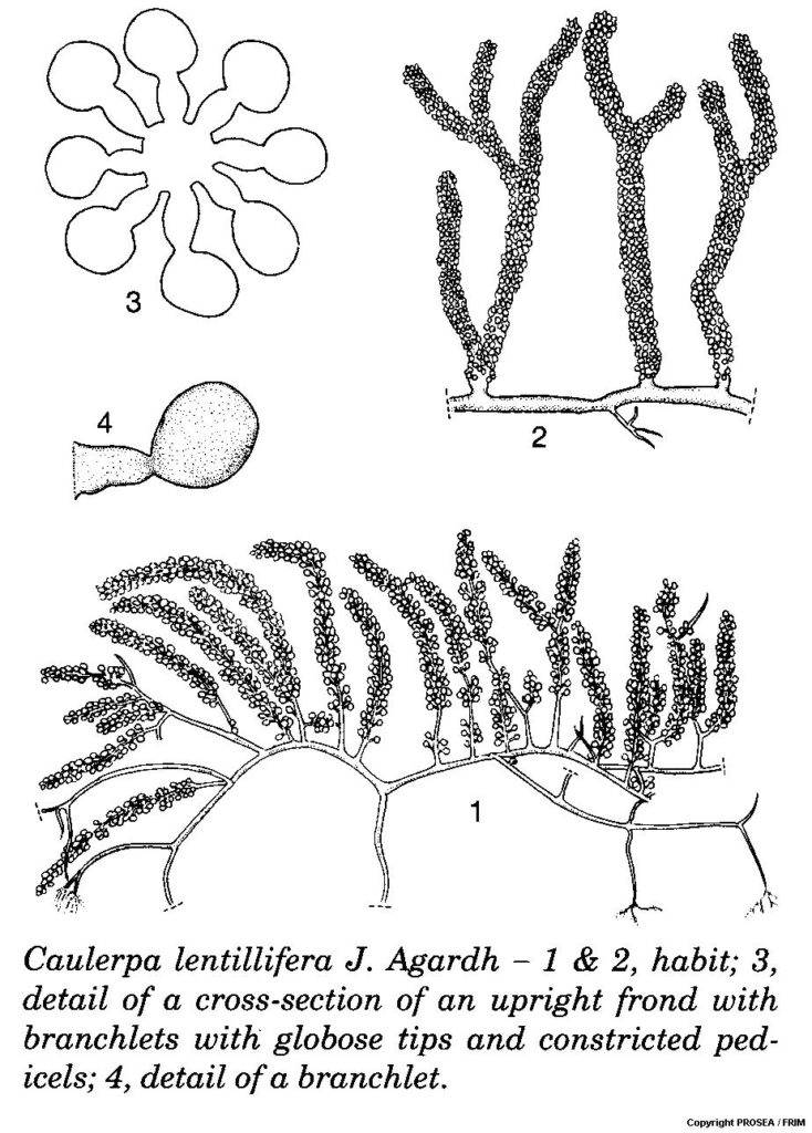 Caulerpa_lentillifera