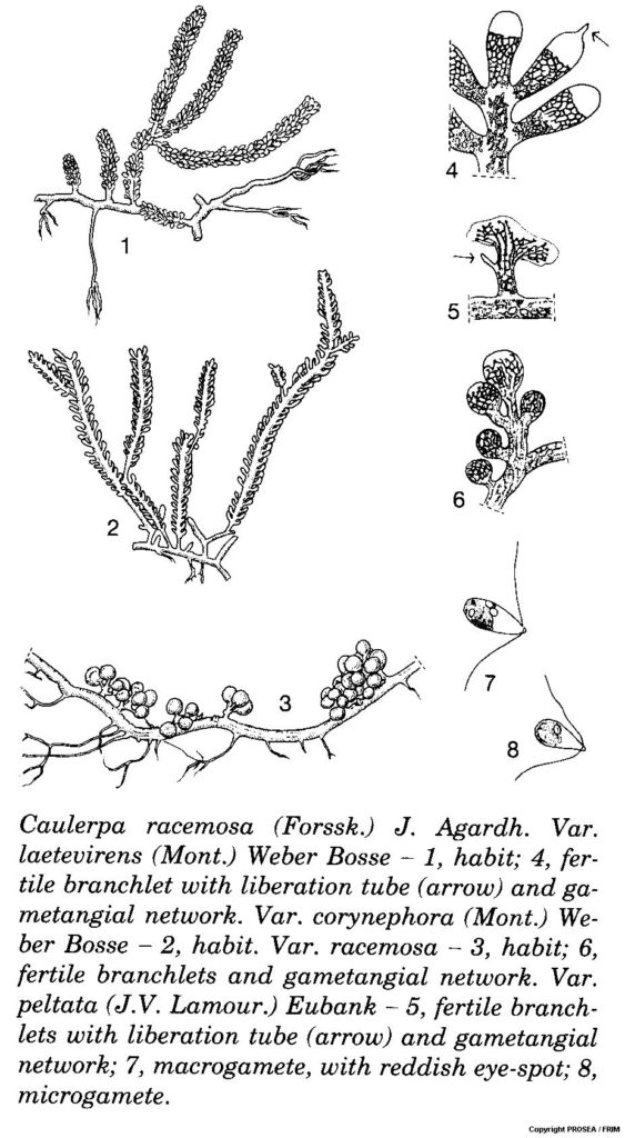 Caulerpa_racemosa