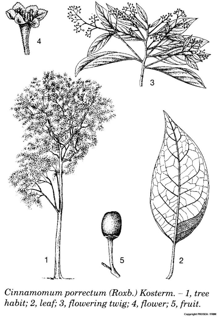 Cinnamomum_porrectum