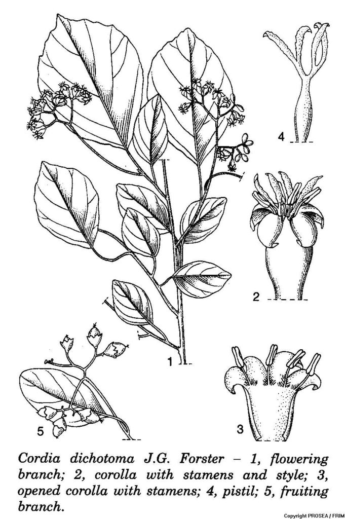 Cordia_dichotoma