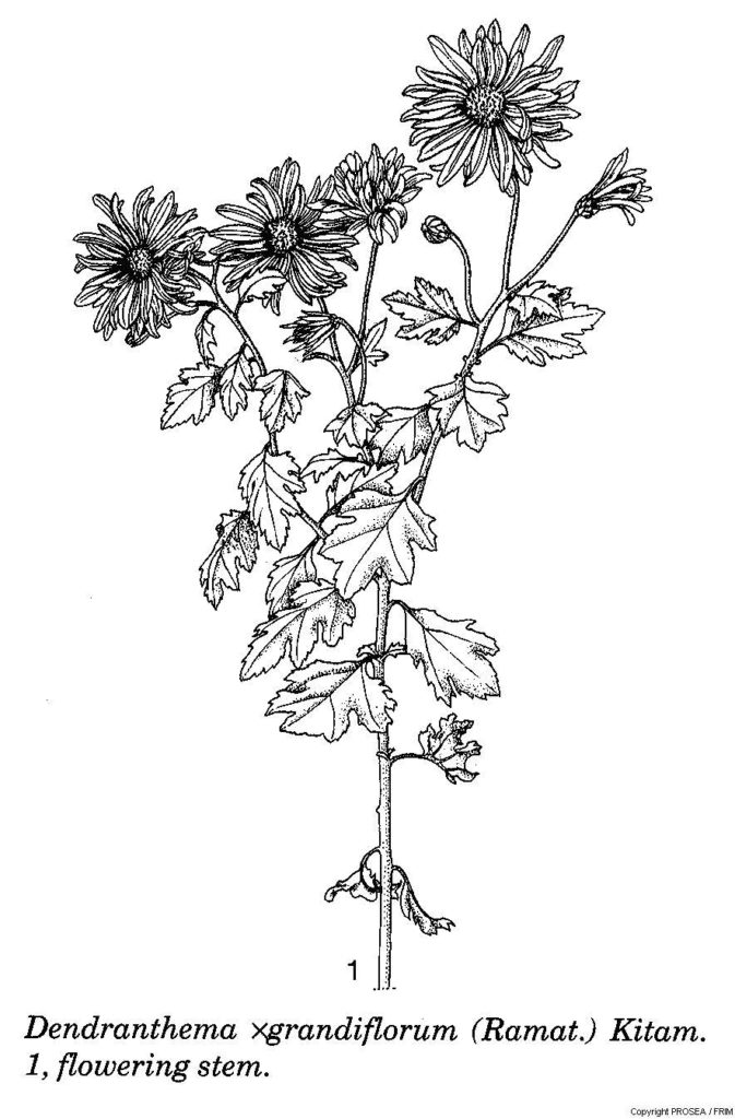 Dendranthema_x_grandiflorum