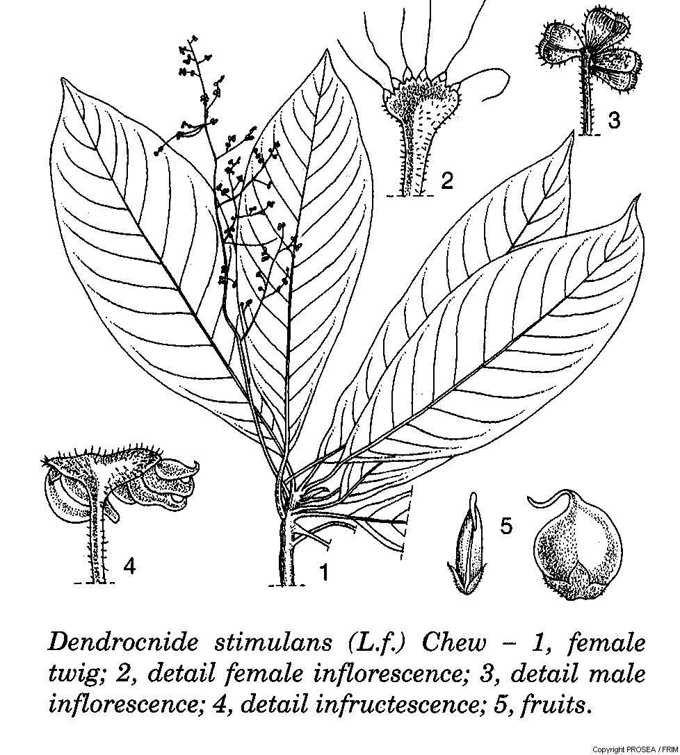 Dendrocnide_stimulans