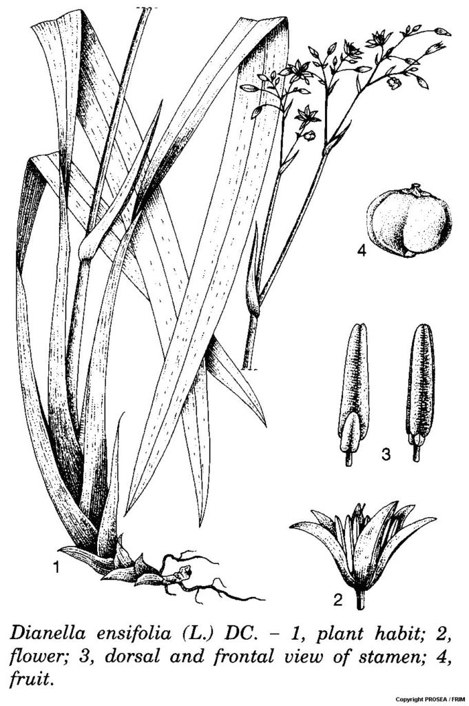 Dianella_ensifolia