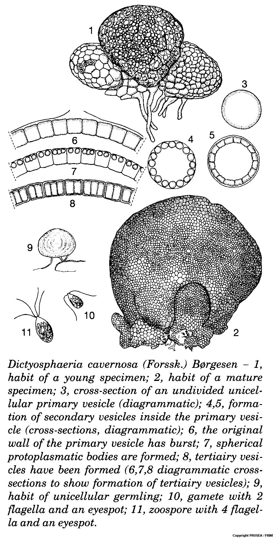 Dictyosphaeria_cavernosa