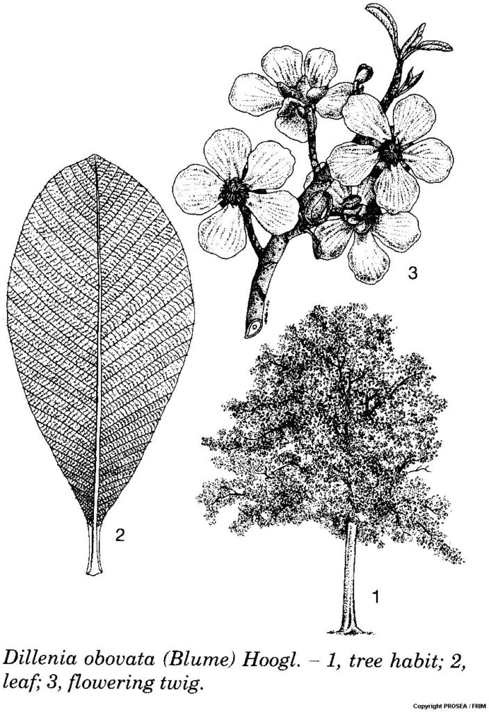 Dillenia_obovata