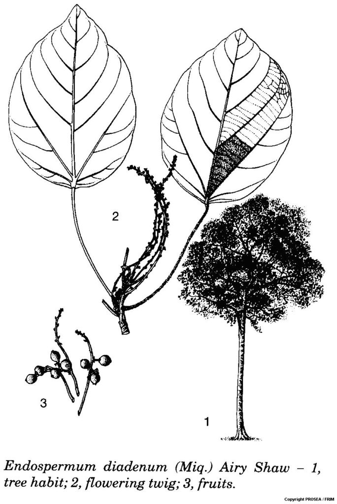 Endospermum_diadenum