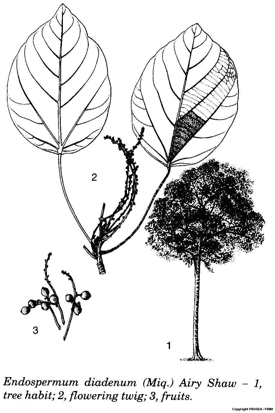 Endospermum_diadenum