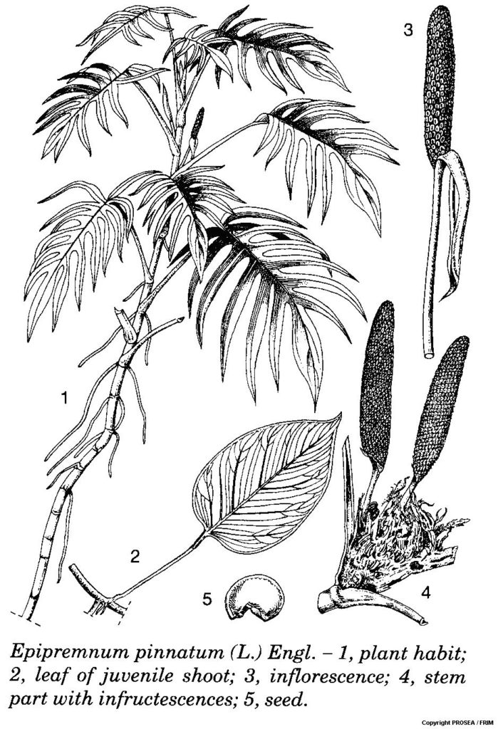 Epipremnum_pinnatum