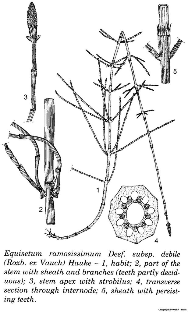 Equisetum_ramosissimum