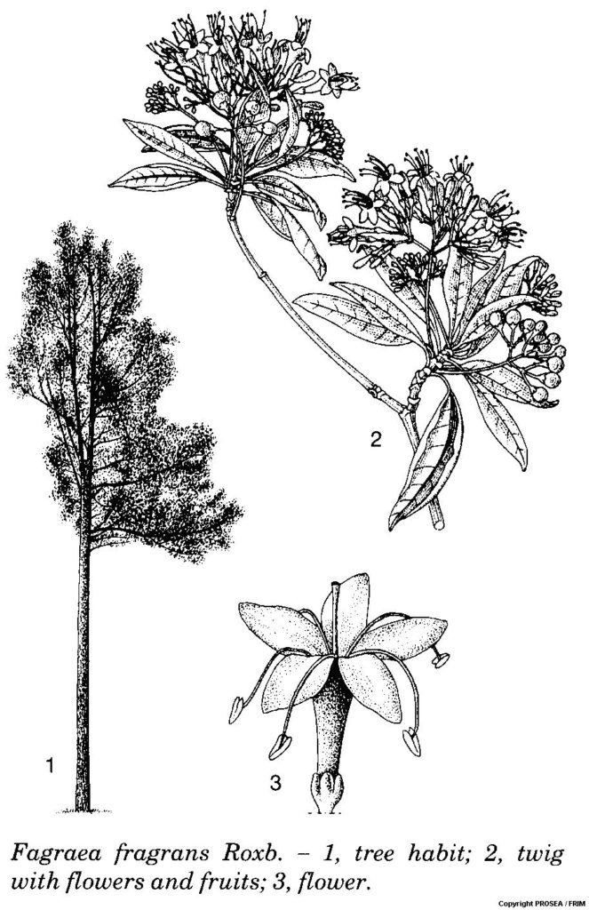 Fagraea_fragrans