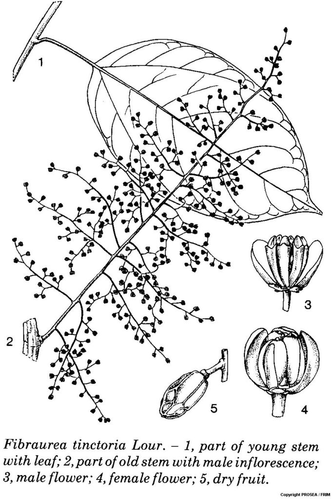 Fibraurea_tinctoria