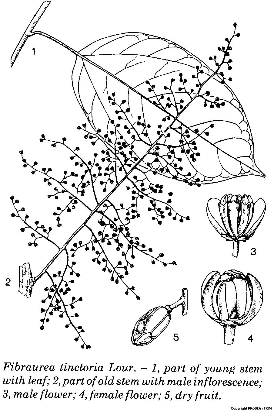 Fibraurea_tinctoria