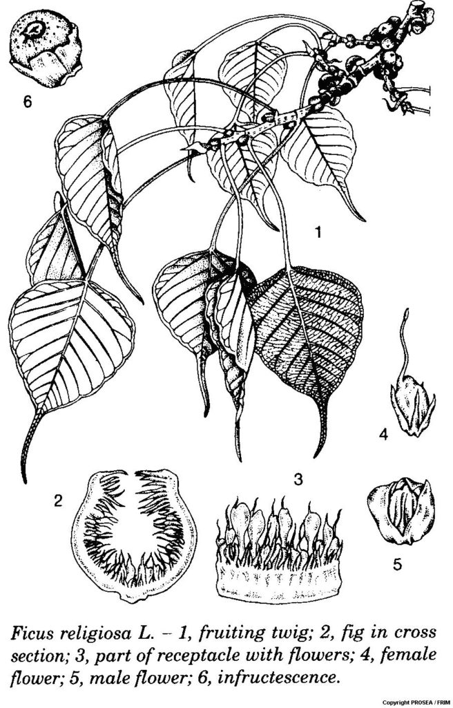 Ficus_religiosa