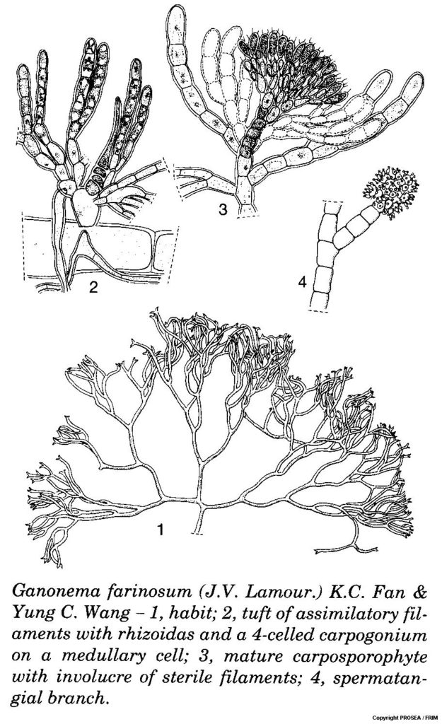 Ganonema_farinosum