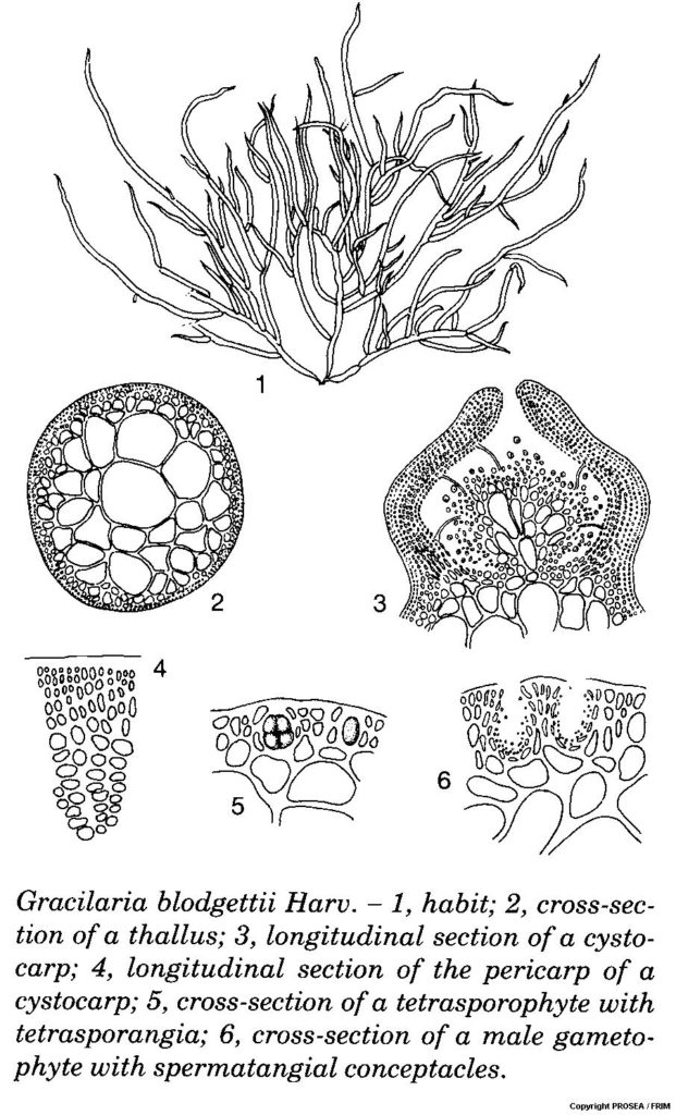 Gracilaria_blodgettii