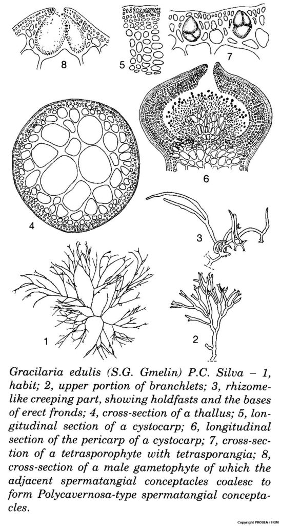 Gracilaria_edulis