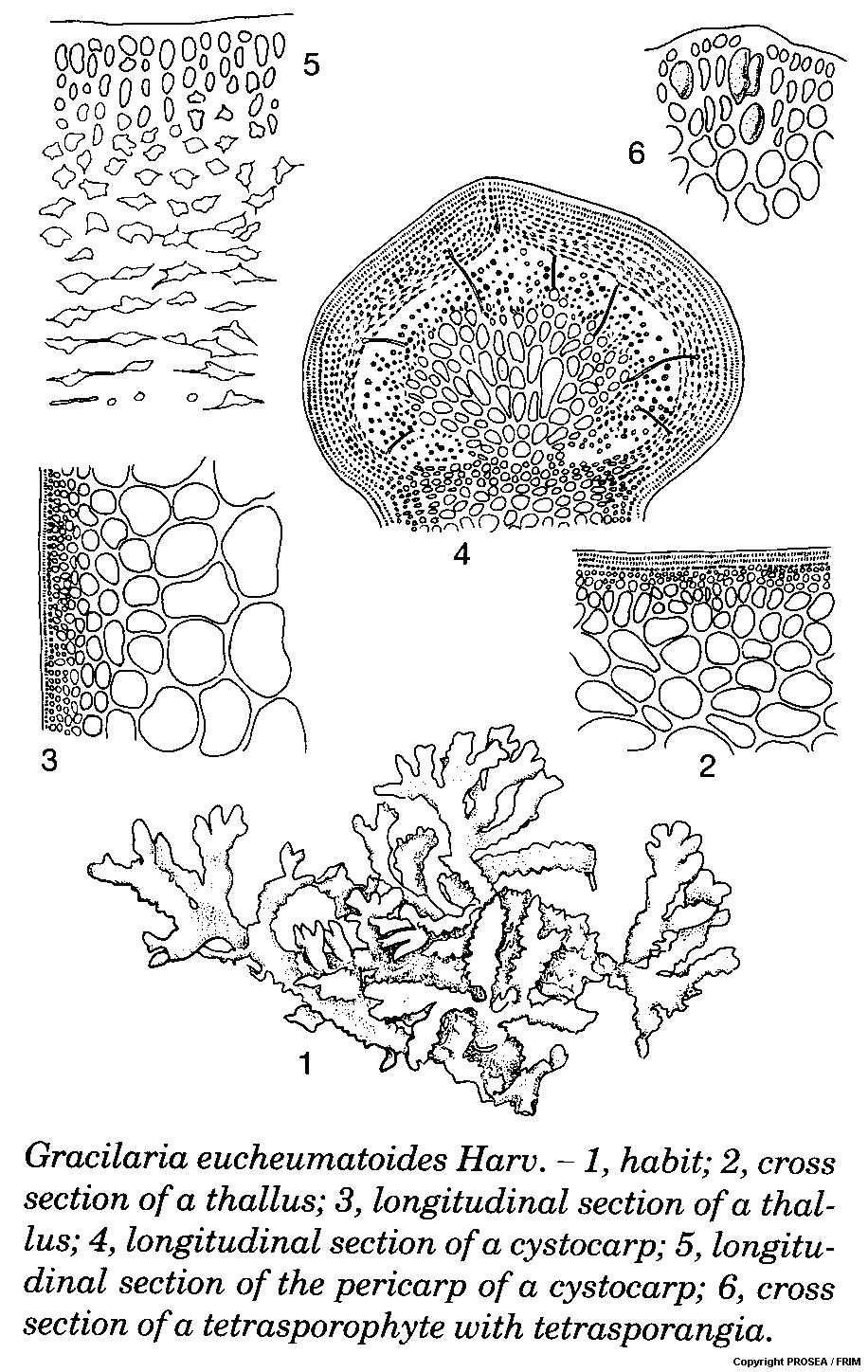 Gracilaria_eucheumatoides