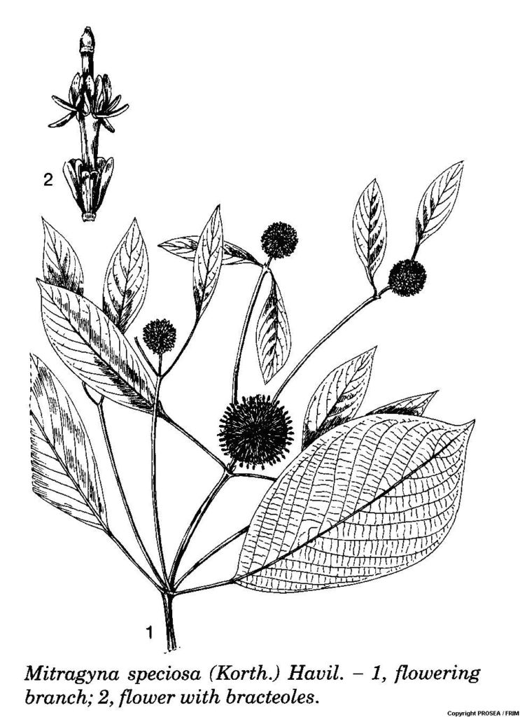 Mitragyna_speciosa