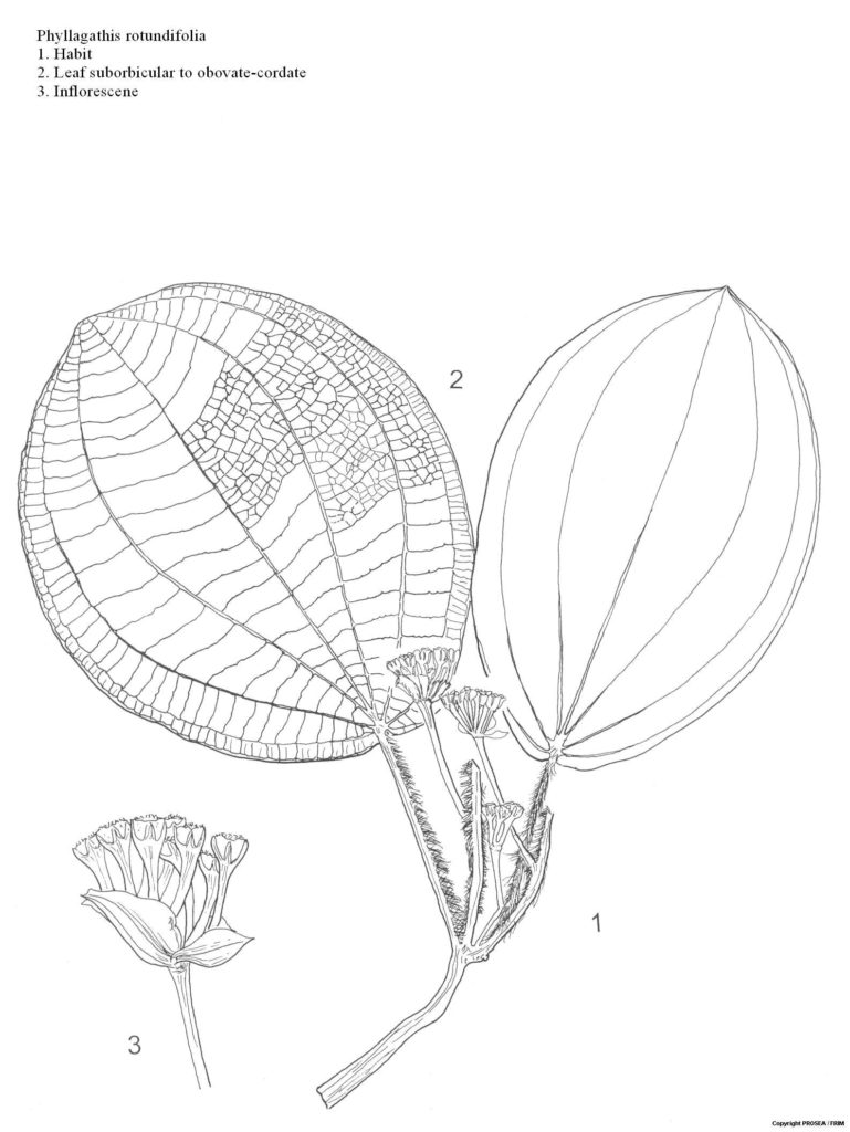 Phyllagathis_rotundifolia