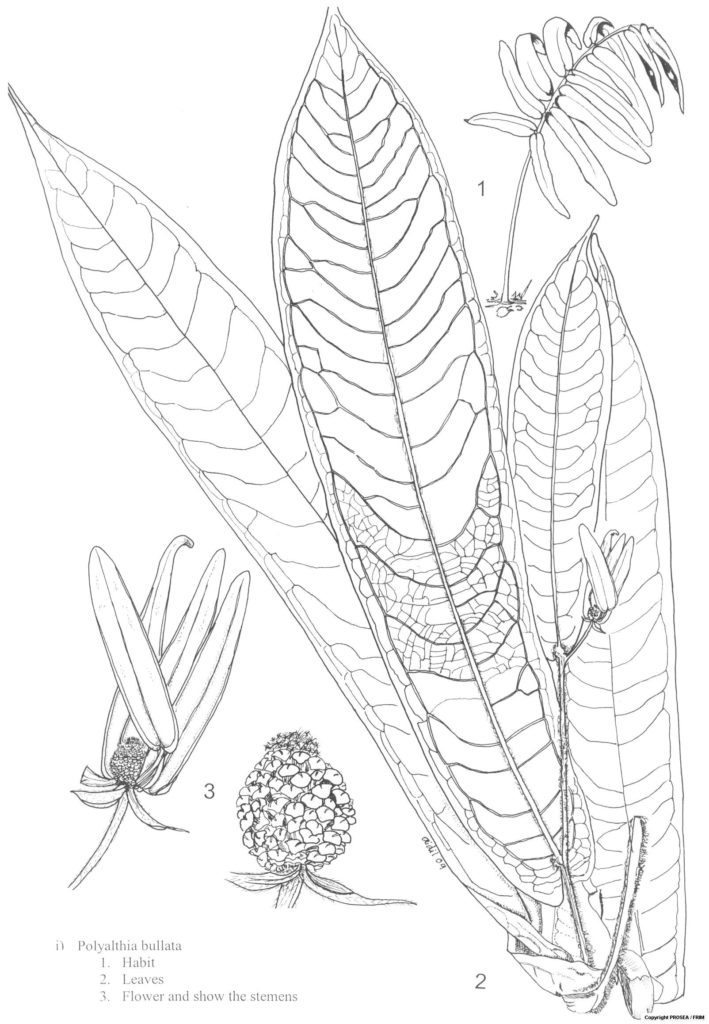 Polyalthia_bullata