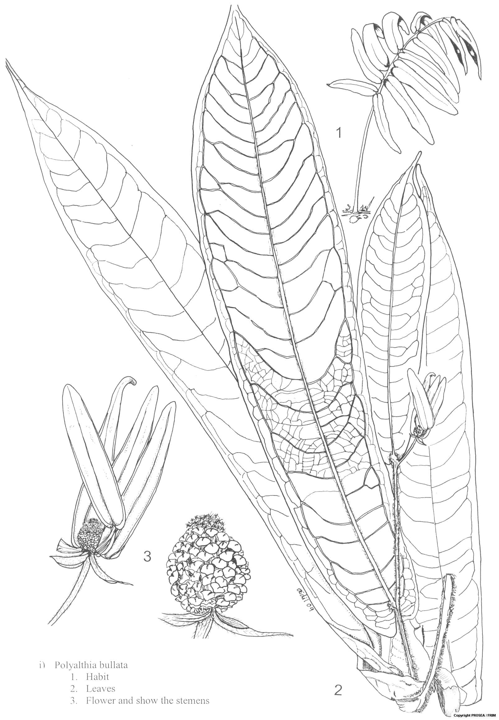 Polyalthia_bullata