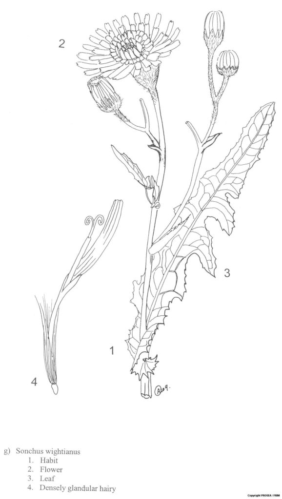 Sonchus_wightianus