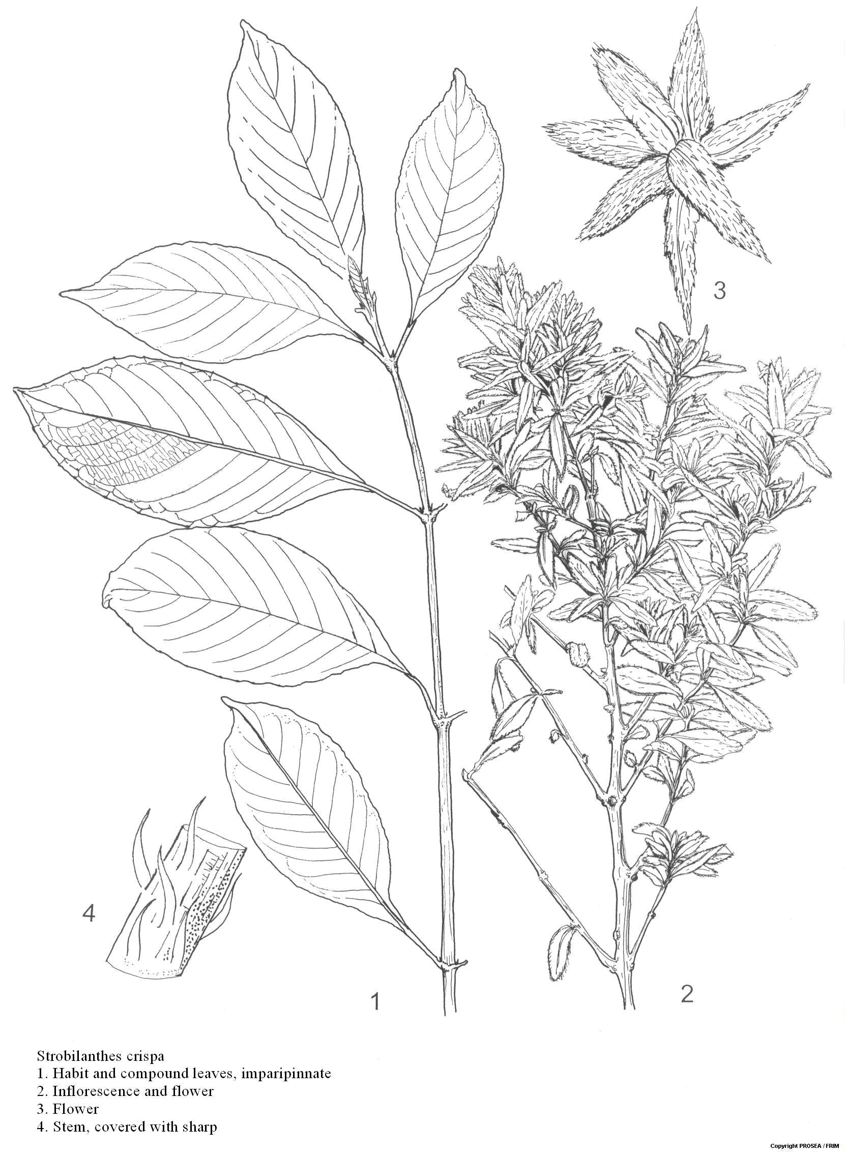 Strobilanthes_crispa