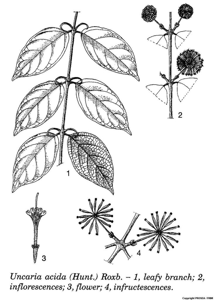 Uncaria_acida