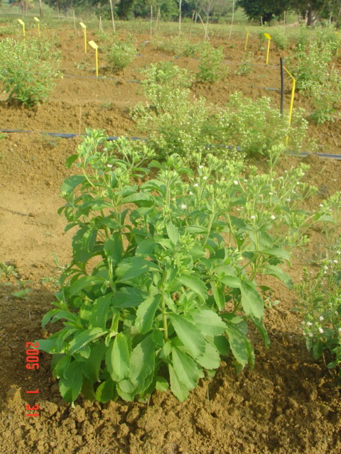 1_Stevia-21