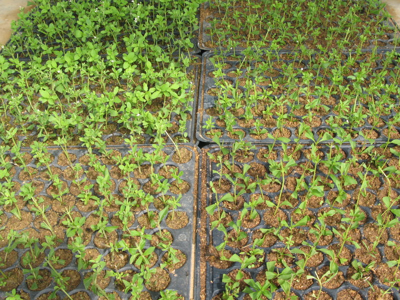 3_Stevia-Seedlings-04