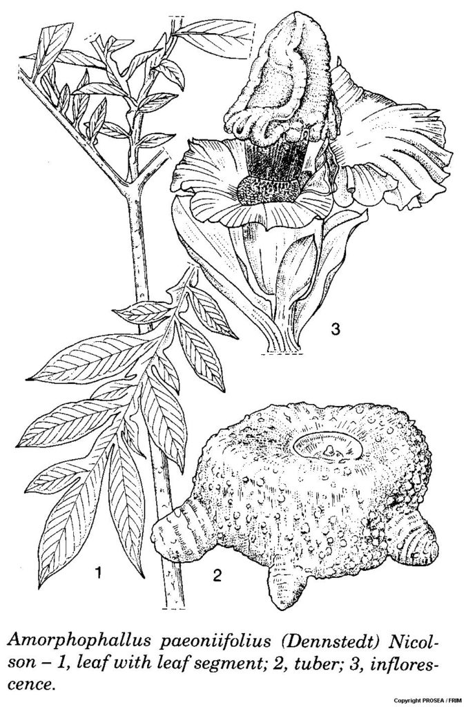 Amorphophallus_paeoniifolius