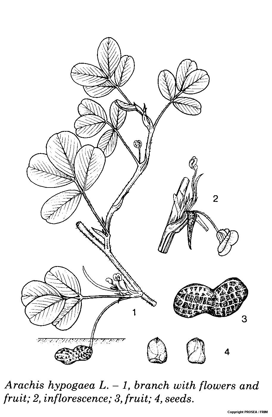 Arachis_hypogaea