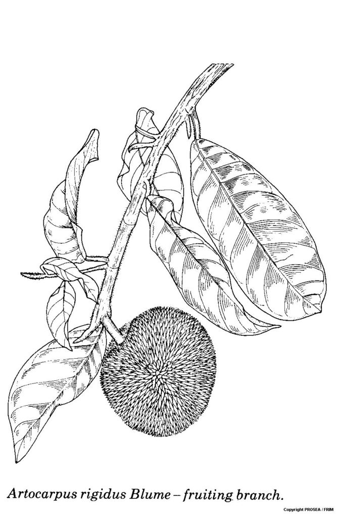 Artocarpus_rigidus