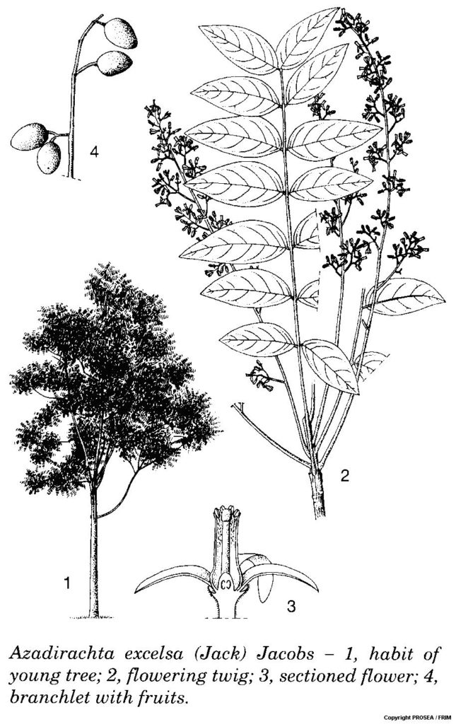 Azadirachta_excelsa