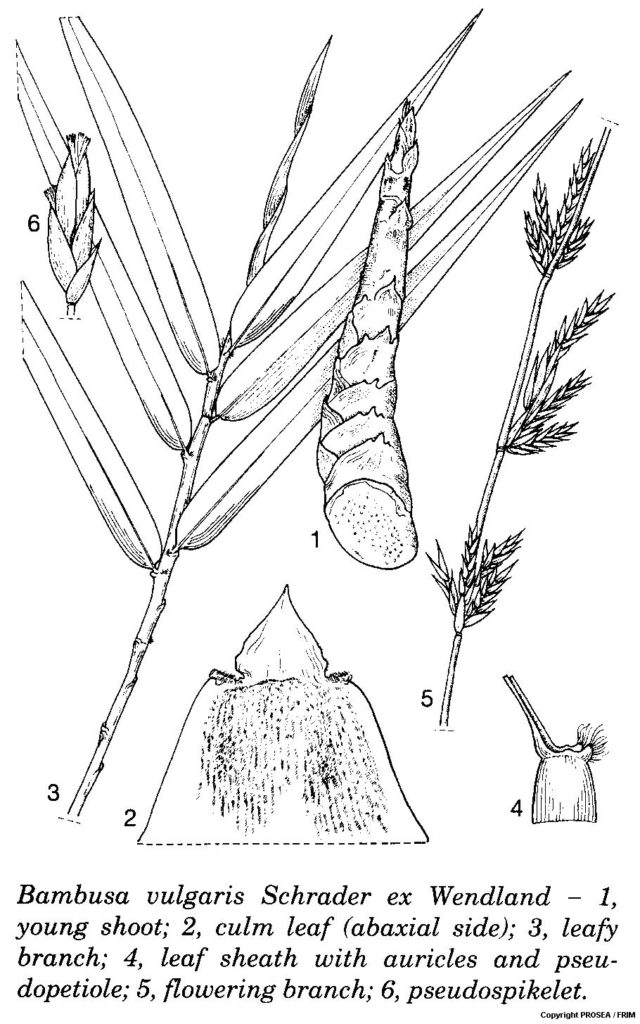 Bambusa_vulgaris