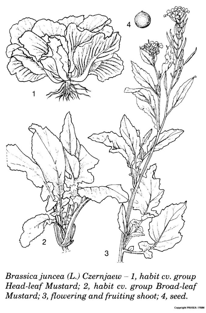 Brassica_juncea