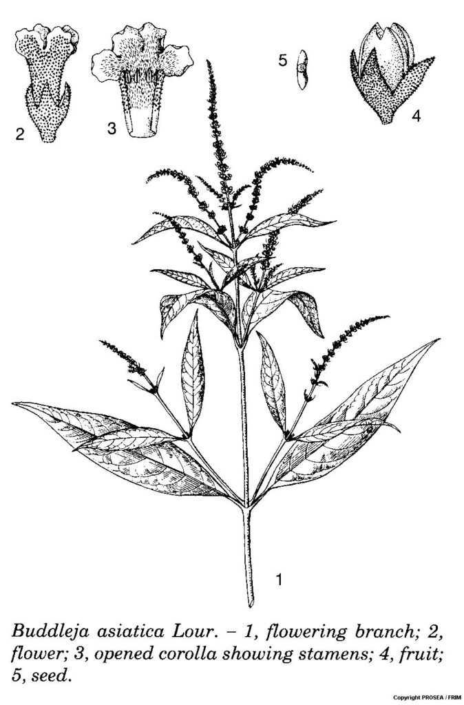 Buddleja_asiatica