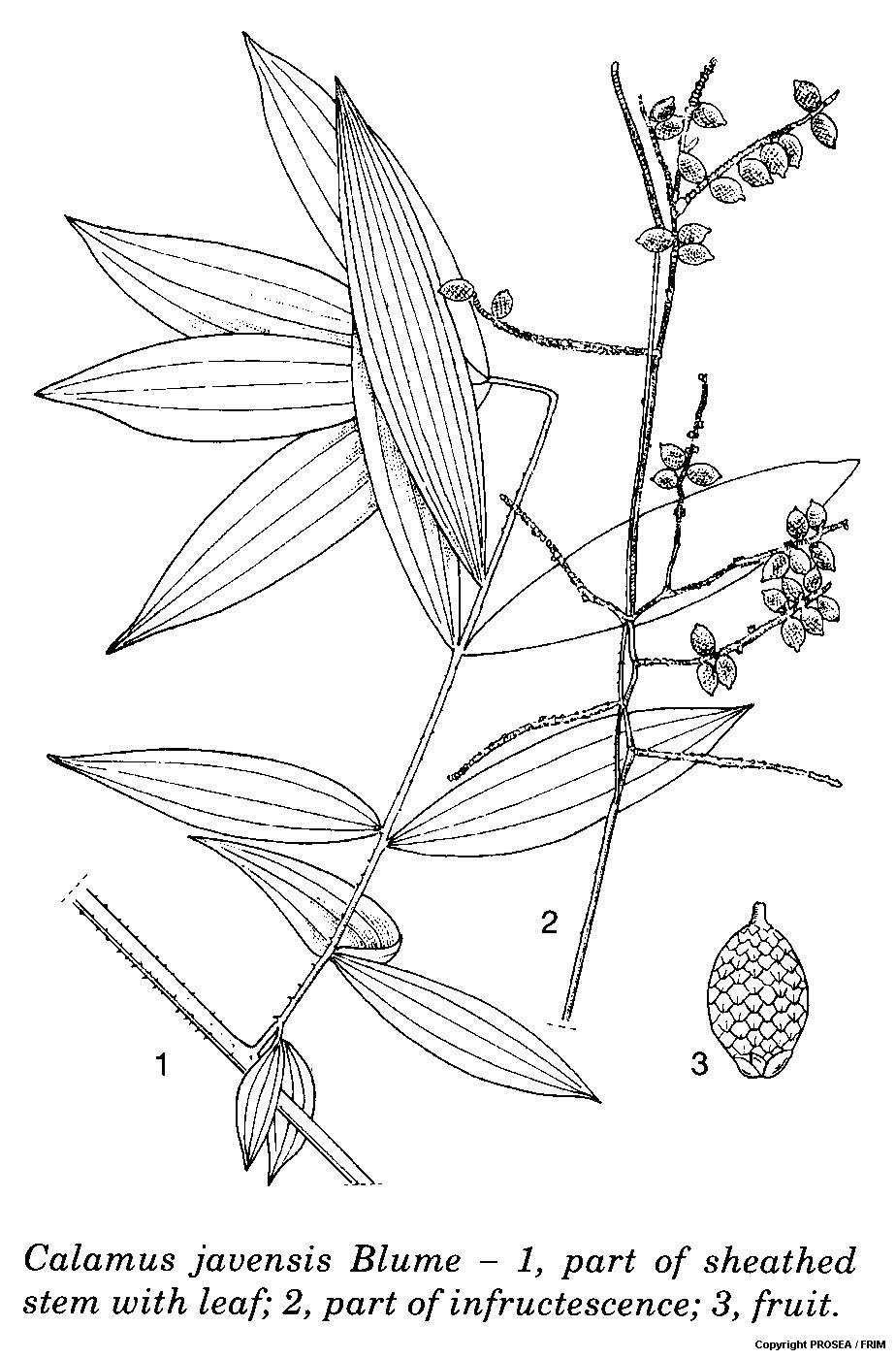 Calamus_javensis