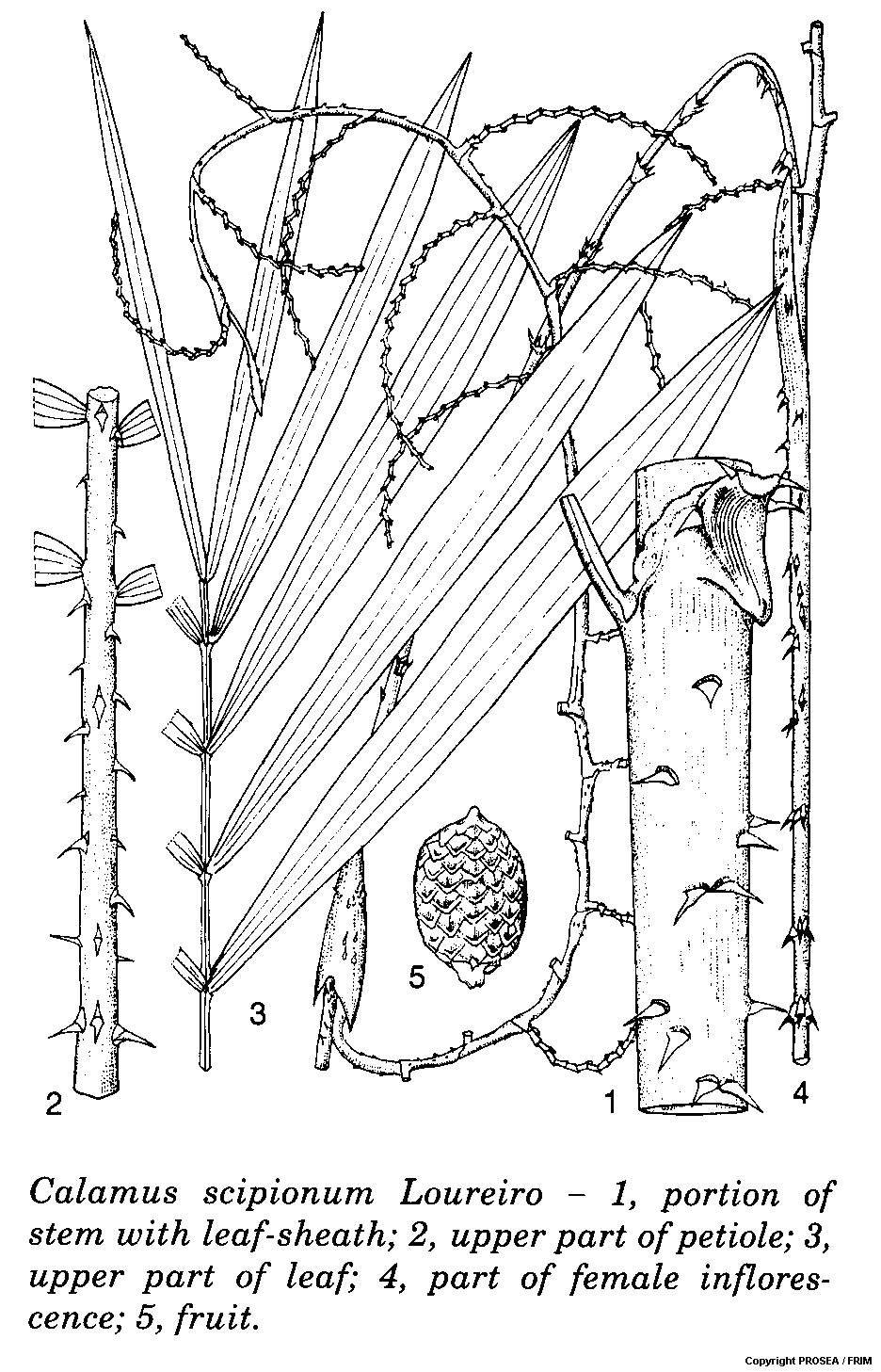 Calamus_scipionum