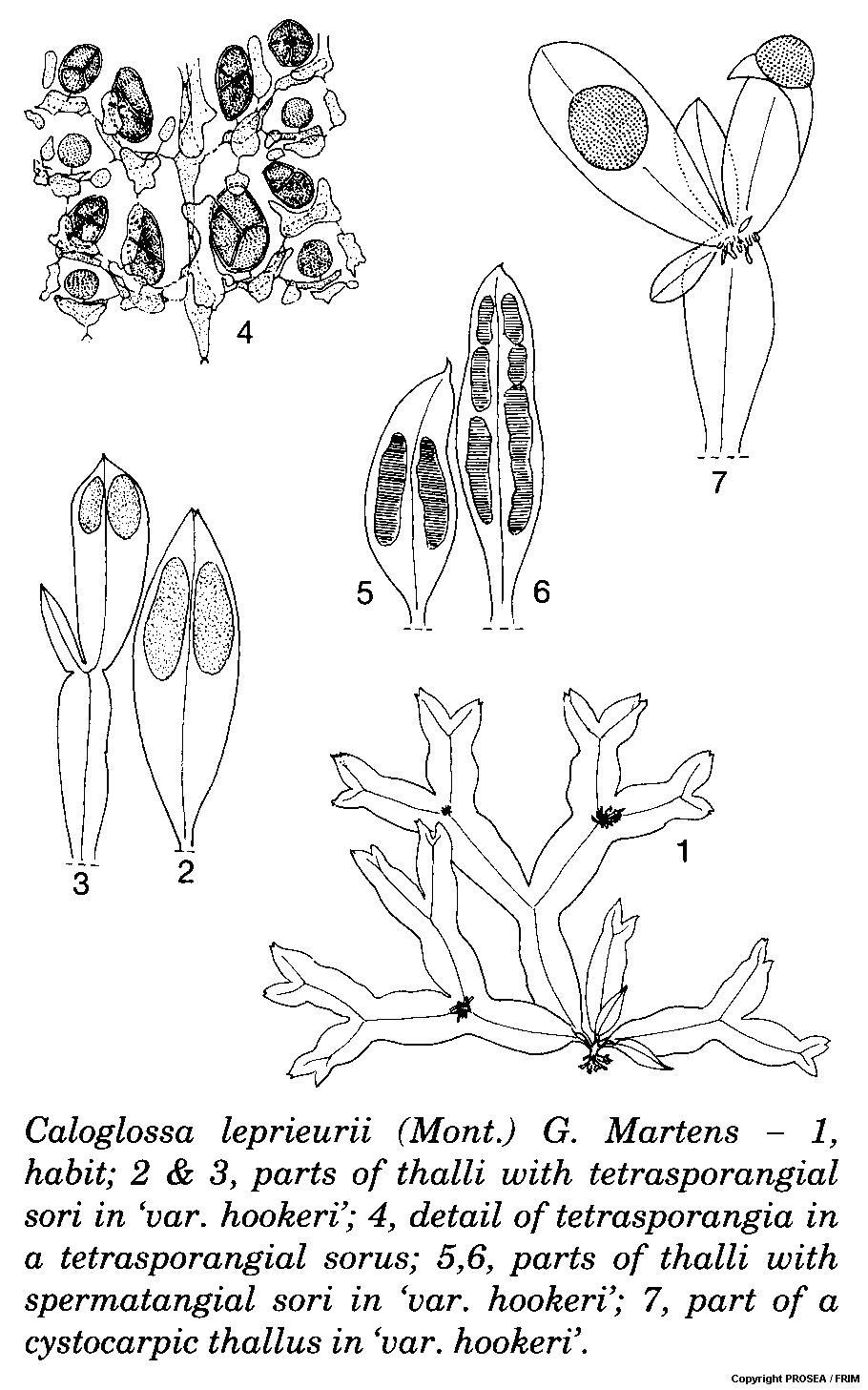 Caloglossa_leprieurii