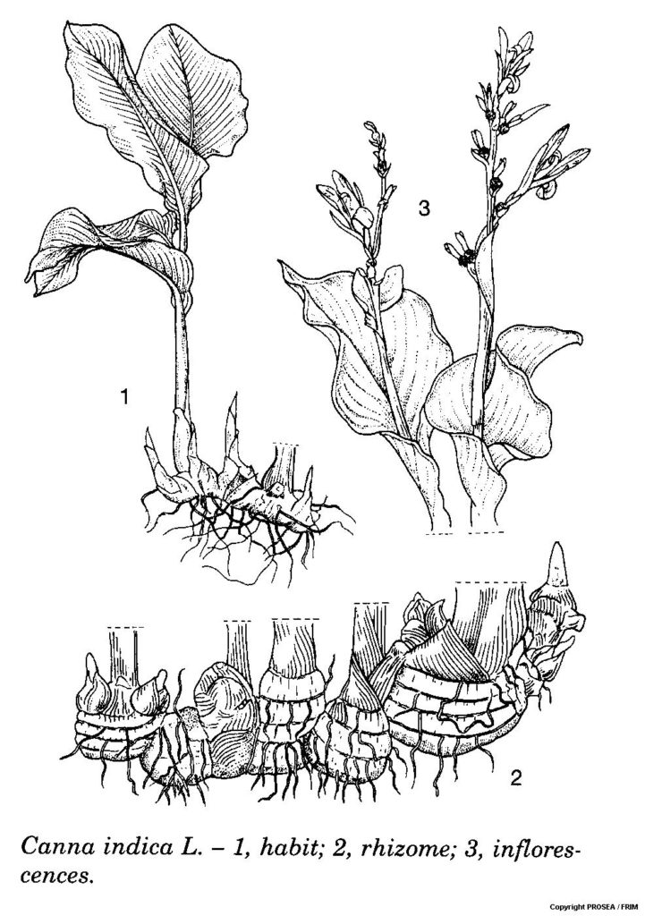 Canna_indica