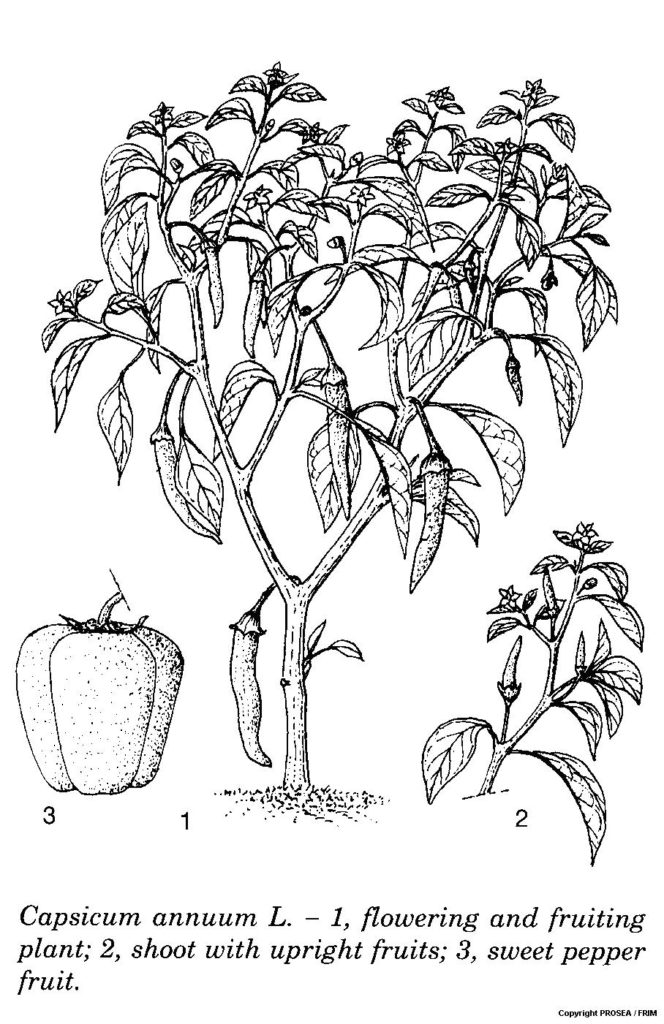 Capsicum_annuum