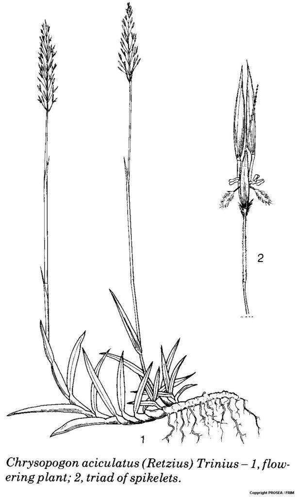 Chrysopogon_aciculatus